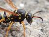 Polistes sp.